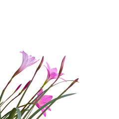 Fototapeta na wymiar Fairy Lily flowers