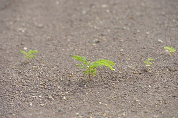 neues Leben auf vulkanischer Erde