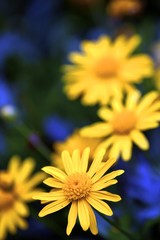 Daisies