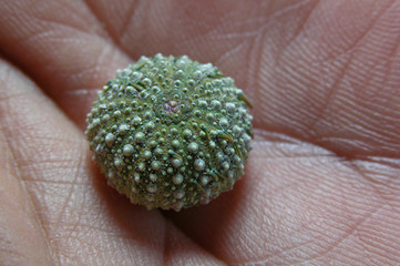 micro scheletro di riccio