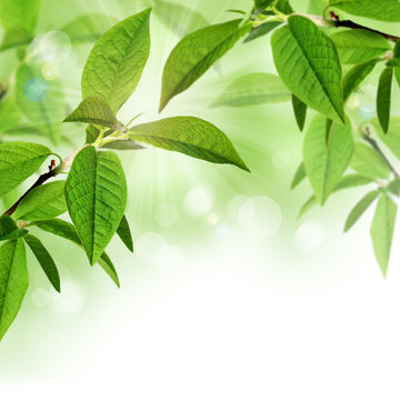 Summer background with green leaves