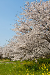 桜と菜の花
