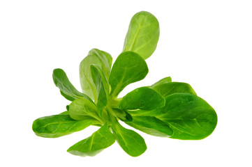 Feldsalat - lambs lettuce 01