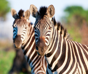 Fototapeta na wymiar Para Zebra głowy i ramion