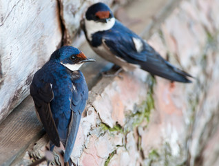 Swallow with out of focus mate