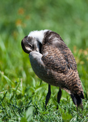 Lapwing chick beak under wing