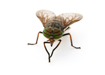 Gadfly against a white background