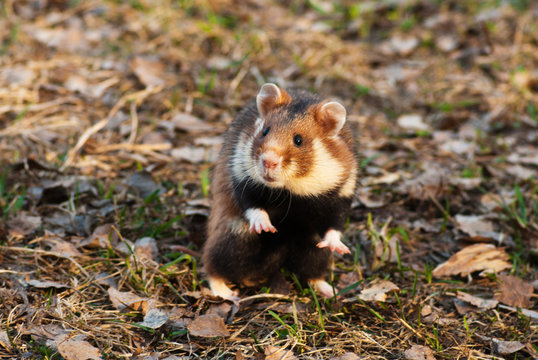 European hamster against a natural background