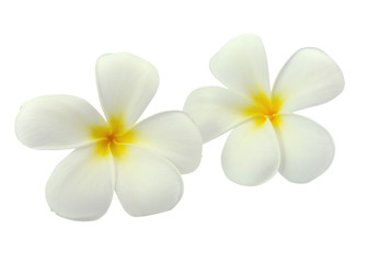 Obraz na płótnie Canvas Tropikalne kwiaty frangipani (Plumeria) na białym backgro