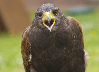 Eagle close-up