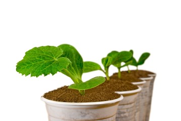 small green plant isolated on a white background
