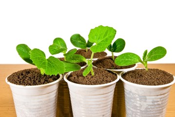 small green plants isolated on a white background
