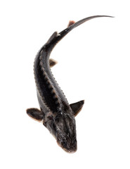 Fototapeta premium Sterlet fish isolated on white background