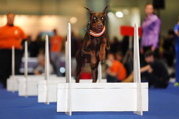 Brown dog jumps over white barrier at dogshow