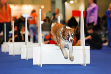 Dog jumps over barrier at dogshow - demonstration of training