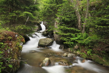 Fototapeta na wymiar River in lush Alpine forest