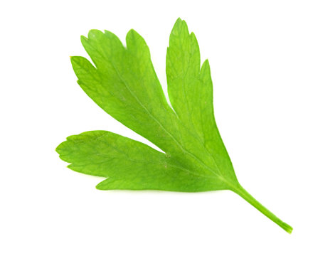 leaf of parsley isolated