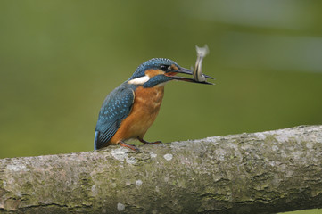 Kingfisher (Alcedo atthis)