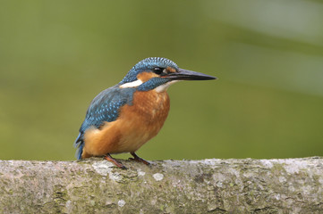 Kingfisher (Alcedo atthis)