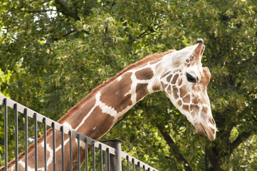 Giraffe behind the fence