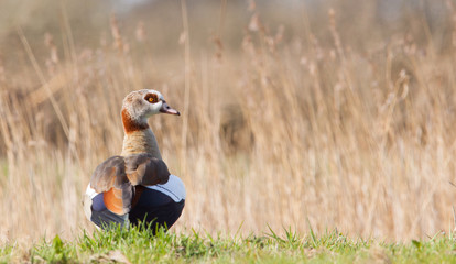 Egyptian Goose in a field with reeds in the background