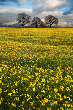 Rapeseed field contryside landscape at sunset with dramatic sky