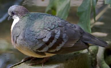 Gallicolombe poignardée 1
