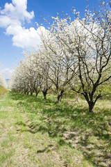 blooming orchard in spring