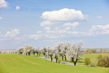 Obraz premium spring landscape with a road, Czech Republic