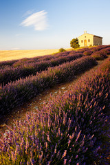 Fototapeta na wymiar chapel with lavender field, Plateau de Valensole, Provence, Fran