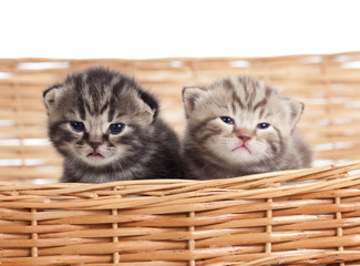 Fototapeta na wymiar two funny small kittens in wicker basket