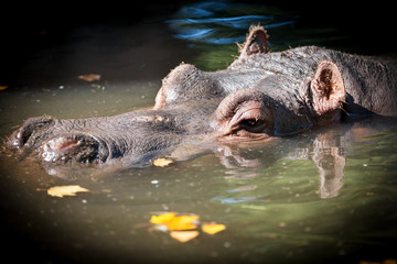 Hippopotamus resting in lake