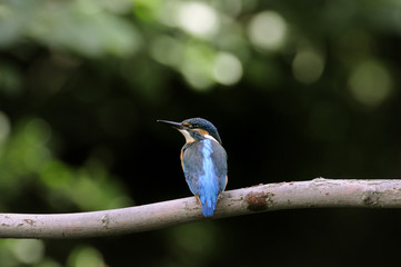 Kingfisher (Alcedo atthis)