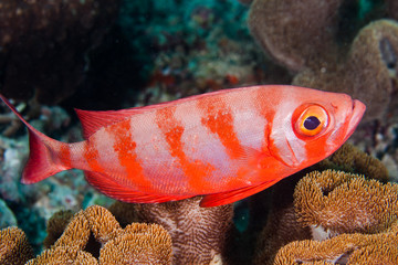 Soldierfish