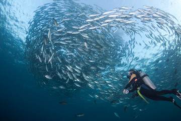Obraz premium Diver with a school of Jacks