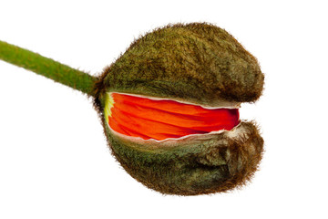 Mohnblume, Knospe isoliert