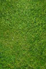 Grass texture