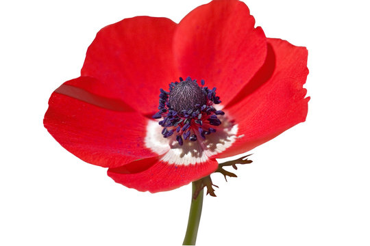 Red anemone isolated