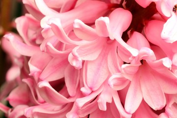 Pink hyacinth close-up