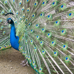 peacock - squared