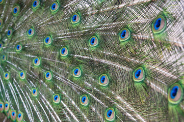 Obraz premium peacock feathers