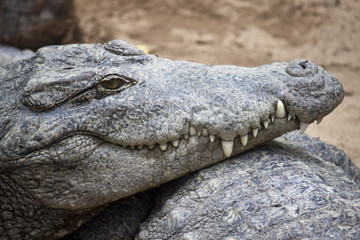 Obraz premium Mugger or Marsh Crocodile (Crocodylus palustris)