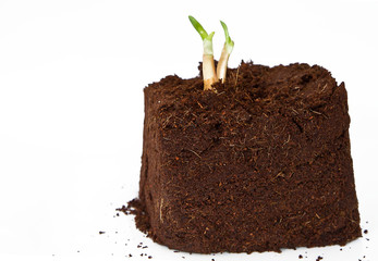 New plant growth coming out