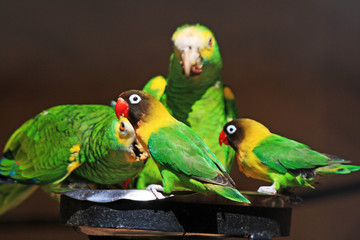 TIERE_0127_Papagei_Schwarzkoepfchen