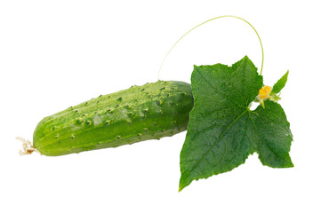 Cucumber with leaves and flowers