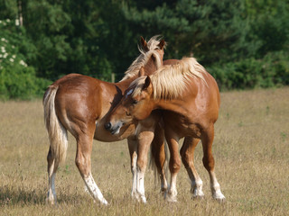 Young Suffolk Punch Horses Grooming