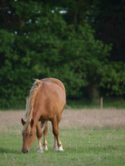 Fototapeta premium Suffolk Punch Grazing