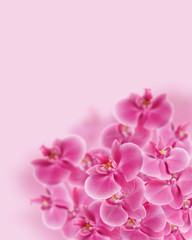 Naklejka na ściany i meble beautiful pink orhid