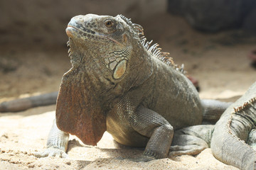 TIERE_0707_gruener_Leguan