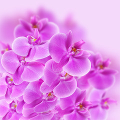 beautiful pink orhid